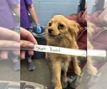 Small #3 Pomeranian