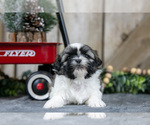 Small Photo #10 Shih Tzu Puppy For Sale in GREENWICH, OH, USA