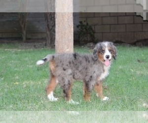 Miniature Bernedoodle Puppy for Sale in MINEOLA, Texas USA