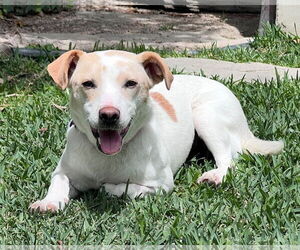 Addie - Female Mutt Dog for Adoption - Photo #3