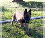 Small Photo #3 Belgian Malinois Puppy For Sale in CORNING, CA, USA