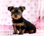 Small #2 Yorkshire Terrier
