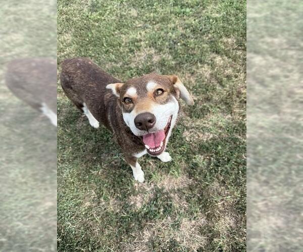 Medium Photo #1 Siberian Husky-Unknown Mix Puppy For Sale in Corpus Christi, TX, USA