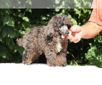 Small #19 Poodle (Miniature)