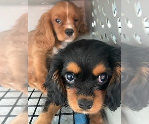Cavalier King Charles Spaniel Puppy for sale in SOUTH ORANGE, NJ, USA
