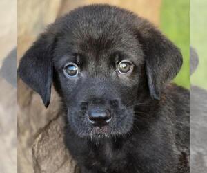 Labrador Retriever-Unknown Mix Dogs for adoption in San Diego, CA, USA