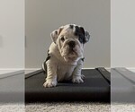 Puppy Puppy 2 English Bulldog