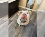 Small #3 American Bulldog Mix