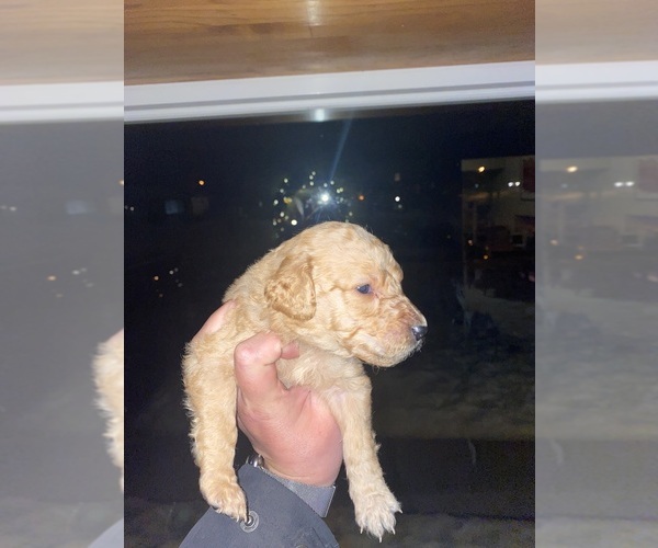 Medium Photo #4 Goldendoodle Puppy For Sale in PLAINFIELD, IL, USA