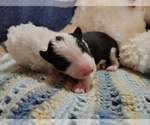 Small Photo #218 Border Collie Puppy For Sale in NORBORNE, MO, USA