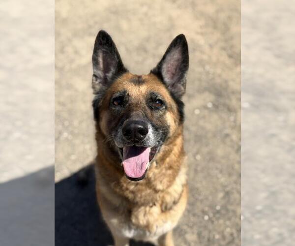 Medium Photo #1 German Shepherd Dog Puppy For Sale in Santa Barbara, CA, USA