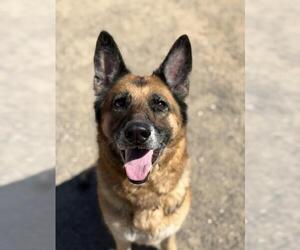 German Shepherd Dog Dogs for adoption in Santa Barbara, CA, USA