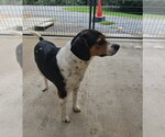 Small #1 Beagle