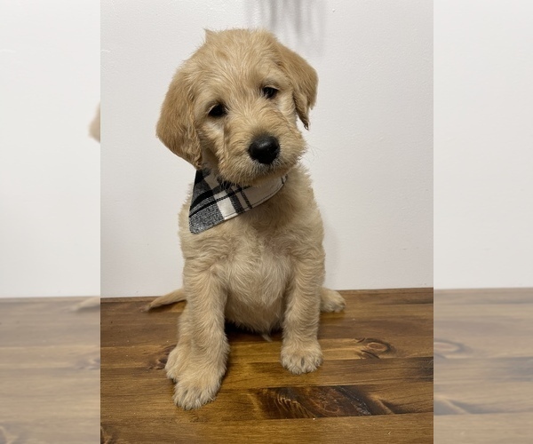 Medium Photo #1 Labradoodle-Poodle (Standard) Mix Puppy For Sale in WANATAH, IN, USA