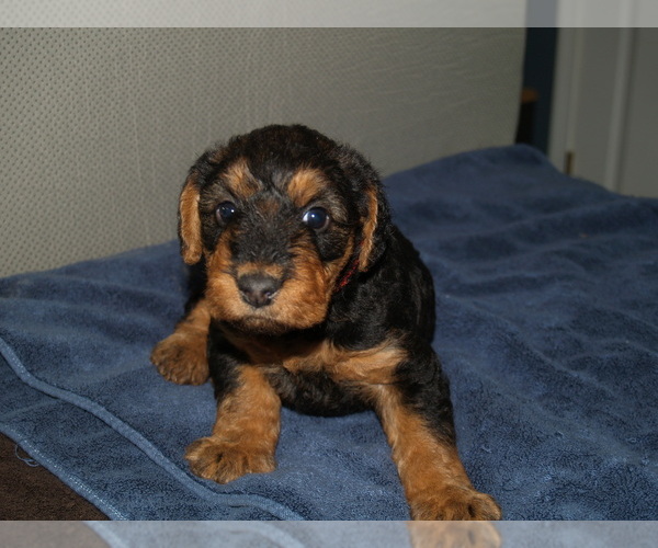 Medium Photo #38 Airedale Terrier Puppy For Sale in CHARLESTOWN, IN, USA