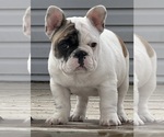 Small French Bulldog