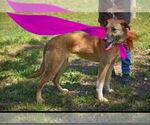 Small #12 Golden Retriever-Greyhound Mix