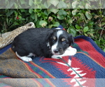 Puppy Mosie m Border Collie