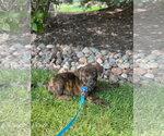 Small #2 Mutt