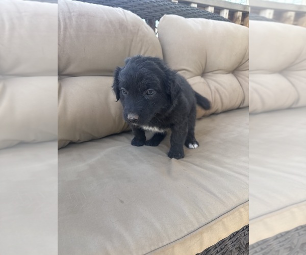 Medium Photo #16 Australian Shepherd Puppy For Sale in WILLIAMS, AZ, USA