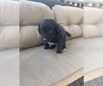 Small #1 Australian Shepherd