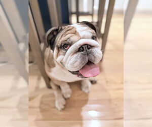 Bulldog Dogs for adoption in Oak Bluffs, MA, USA