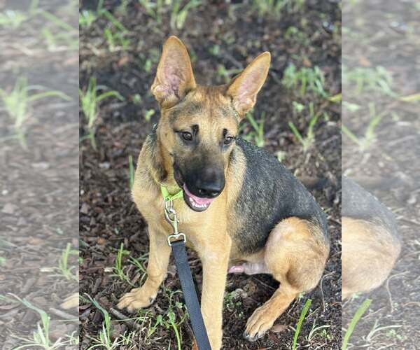Medium Photo #1 German Shepherd Dog Puppy For Sale in Plantation, FL, USA