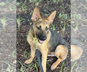 Medium German Shepherd Dog