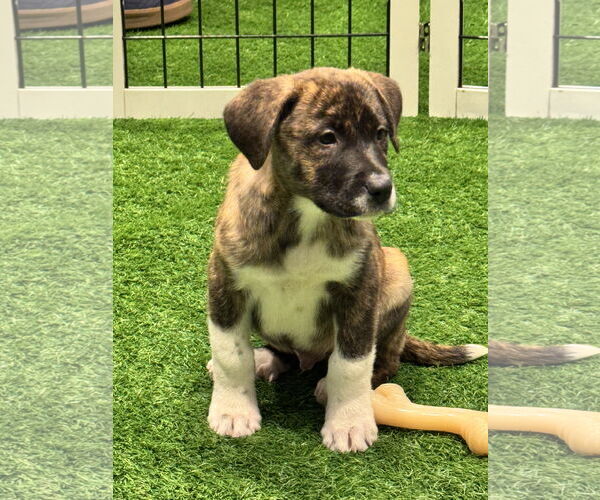 Medium Photo #2 Mutt Puppy For Sale in Sanford, FL, USA