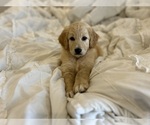 Puppy Maple Goldendoodle