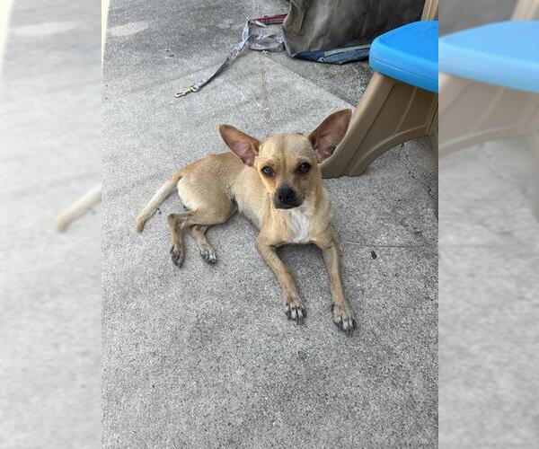 Medium Photo #1 Chihuahua-Unknown Mix Puppy For Sale in San Antonio, TX, USA