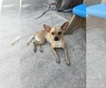 Small Chihuahua Mix