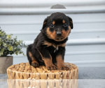 Puppy Nova Rottweiler