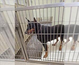 Doberman Pinscher Dogs for adoption in Upland, CA, USA