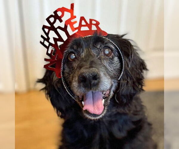 Medium Photo #1 Cocker Spaniel Puppy For Sale in Arlington, VA, USA