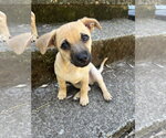 Small Chiweenie