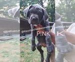 Puppy PNK Cane Corso