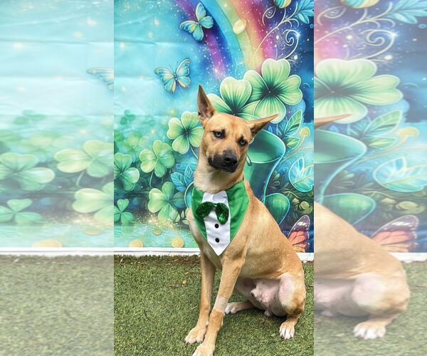 Medium Photo #2 Carolina Dog-Unknown Mix Puppy For Sale in Pompano Beach , FL, USA