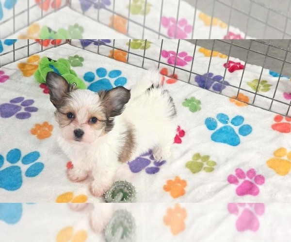 Medium Photo #9 Papitese Puppy For Sale in ORO VALLEY, AZ, USA