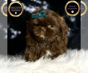 Shih Tzu Puppy for sale in WARSAW, IN, USA