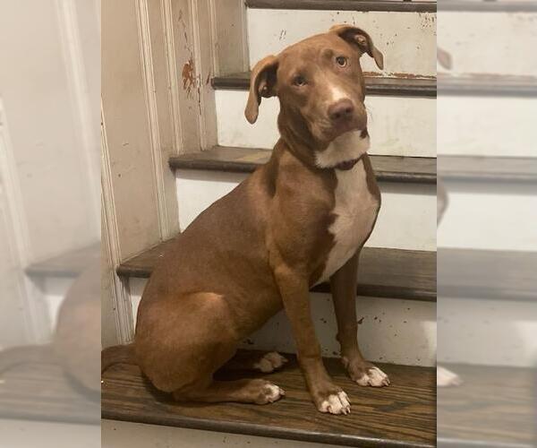 Medium Photo #6 Mutt Puppy For Sale in Holly Springs, NC, USA