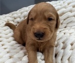 Small #6 Golden Retriever