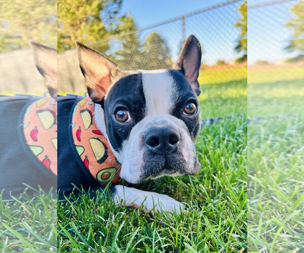 Medium Photo #6 Faux Frenchbo Bulldog Puppy For Sale in St. Louis Park, MN, USA