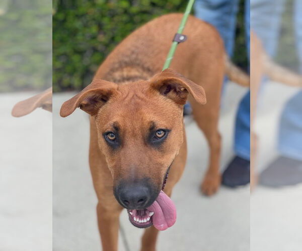 Medium Photo #3 Mutt Puppy For Sale in Dana Point, CA, USA