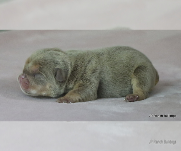Medium Photo #4 Bulldog Puppy For Sale in WINNSBORO, TX, USA