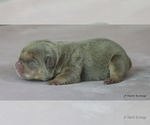 Small #3 Bulldog
