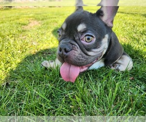 French Bulldog Puppy for sale in BETHLEHEM, PA, USA
