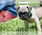 Small #6 Pug