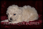 Small Photo #3 Poodle (Miniature) Puppy For Sale in COPPOCK, IA, USA