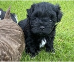 Small Photo #2 Mal-Shi-Poodle (Toy) Mix Puppy For Sale in OREGON CITY, OR, USA